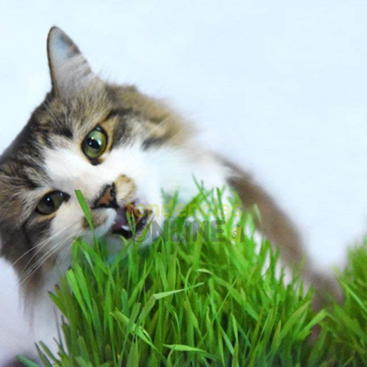 Hierbas seguras para tu gato